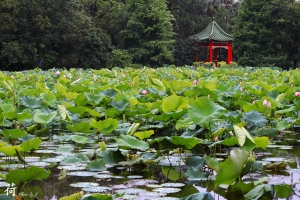 清晨的荷花 by 55-250 is kit