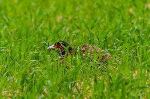 金門拍鳥-環頸雉