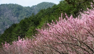 武陵農場～不免俗的櫻花與花花草草