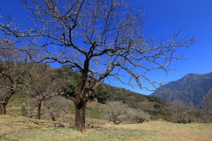 柳  家   梅   園