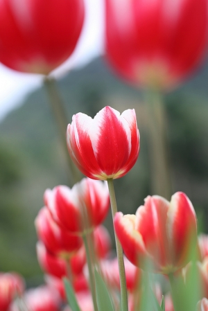 桃源仙谷_鬱金香花季