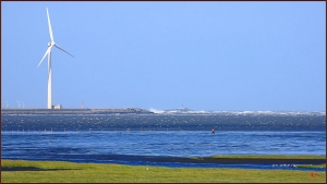雲林苑草。鳥類。風車。人。~~王ㄟ