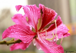 香港櫻花--豔紫荊