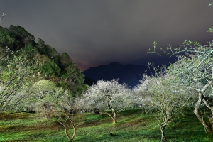 夜曝[柳家梅園]