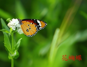 花蝴蝶