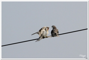 美麗的猛禽--黑翅鳶