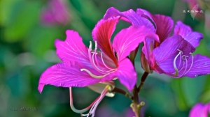 驚瞥一花蹤-走在鄉間的小路上