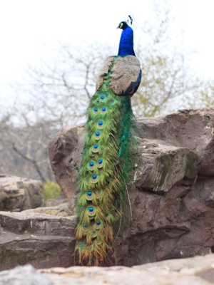 萬鳥朝宗之孔雀開屏