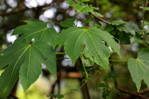 鳶山_桐花-油桐&血桐 _by jyp.