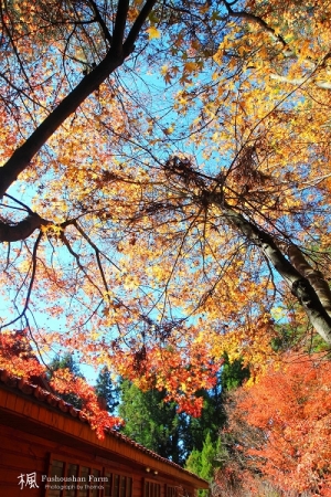 楓紅之旅~福壽山