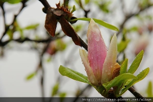 找了好久的『木蘭花』