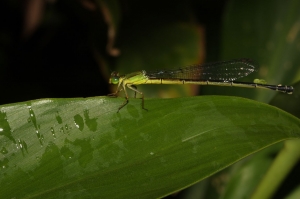 眛影細蟌 Ceriagrion fallax fallax Ris, 1914