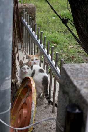 角板山公園的貓狗隨拍