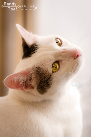 午後窗台上的貓兒