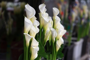 海芋季 (小白IS)