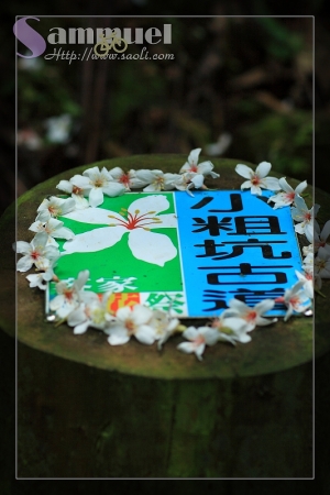 小粗坑流桐初拍