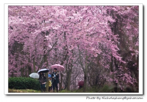 不看不行的武陵農場櫻花