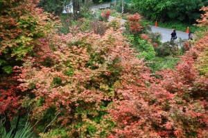 台北奧萬大 三楓五槭(ㄘㄨˋ).?