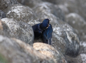 燕子隨拍(家燕+洋燕)