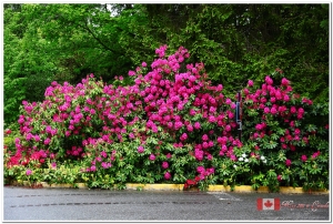 2011 Canada 加拿大之旅 - 花園巡禮首部曲 - 哈利城堡花園