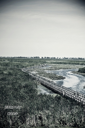 加拿大南端 point pelee national park