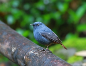 456打鳥記 - 溪流小霸王