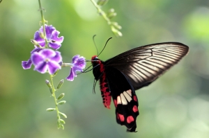 紅紋蝶舞戲花叢