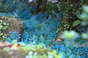 陪你度過美麗夜晚(藍色夢幻精靈)