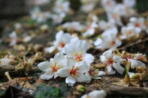2008.05.04桐花