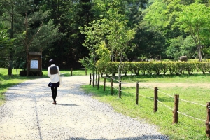 很綠很綠的--綠葉方舟隨拍