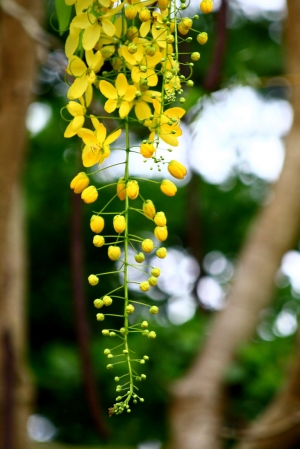 滿城盡戴黃金甲