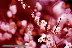[NIKON D90] - 梅飛色舞