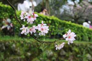 天元宮賞櫻+陽明山花季