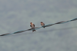 唱秋...................(三張流...)