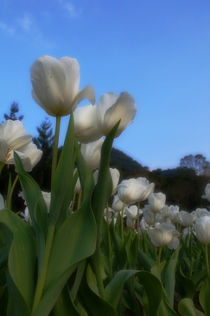 桃源仙谷~鬱金香