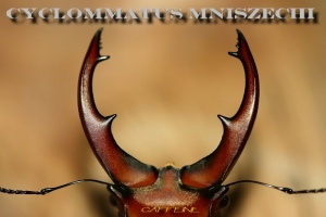雞冠細身赤鍬形蟲 Cyclommatus mniszechi