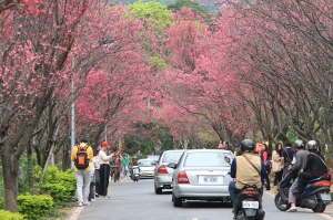 陽明山花季 粉紅滿山頭