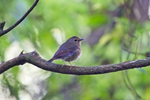 白眉小不點兒-黃胸青鶲