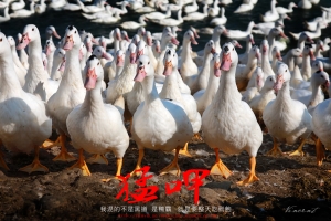 (chujy) 道上兄弟之猛呷