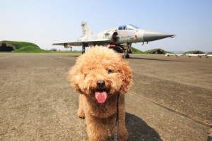 茶茶是雜種狗又如何！！！！