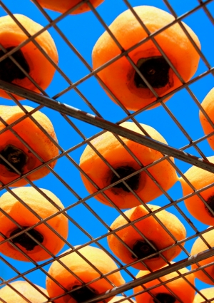 怎麼今年都沒人發柿子？