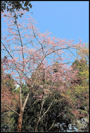 阿里山櫻花