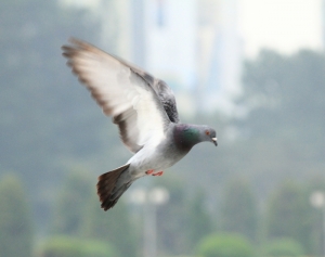只能說運氣不錯,鴿子有配合到!!