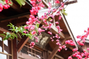 賽德克巴萊-林口霧社街