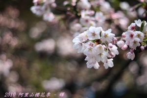 2010 - 阿里山櫻花季(首發)