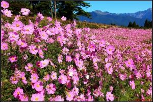 福壽山波斯菊花海