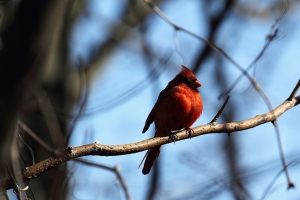 週日無聊公園打鳥 70-300mm L