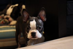 小小白IS拍狗兒們~室內室外(圖多慎入)