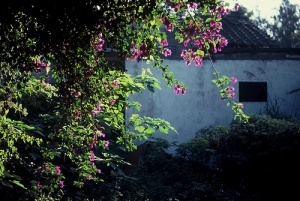 [Nikon FM2] :: 50mm_ Film Life ::