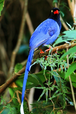 台灣藍鵲季開跑囉！